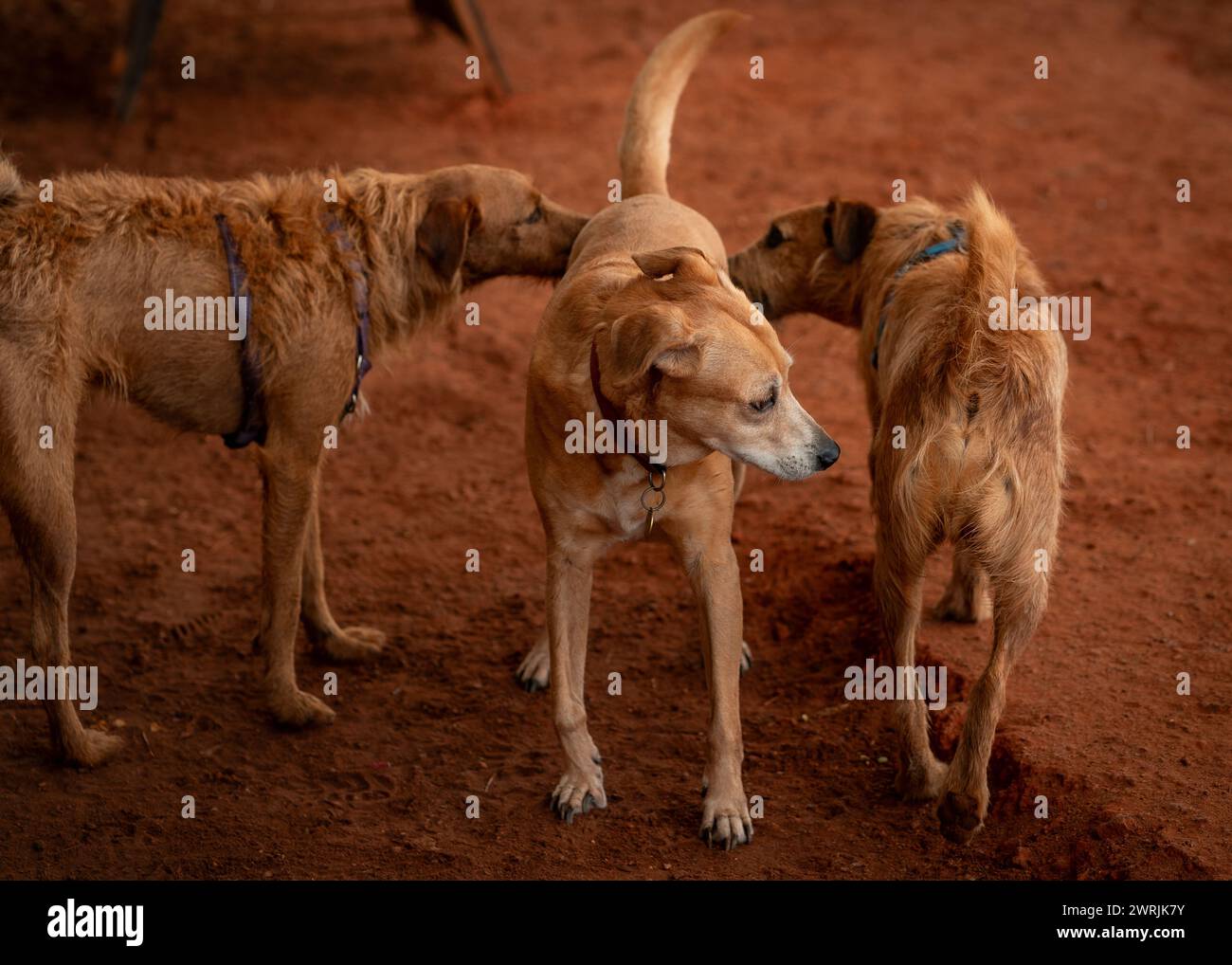 The three dogs standing on a dusty ground Stock Photo