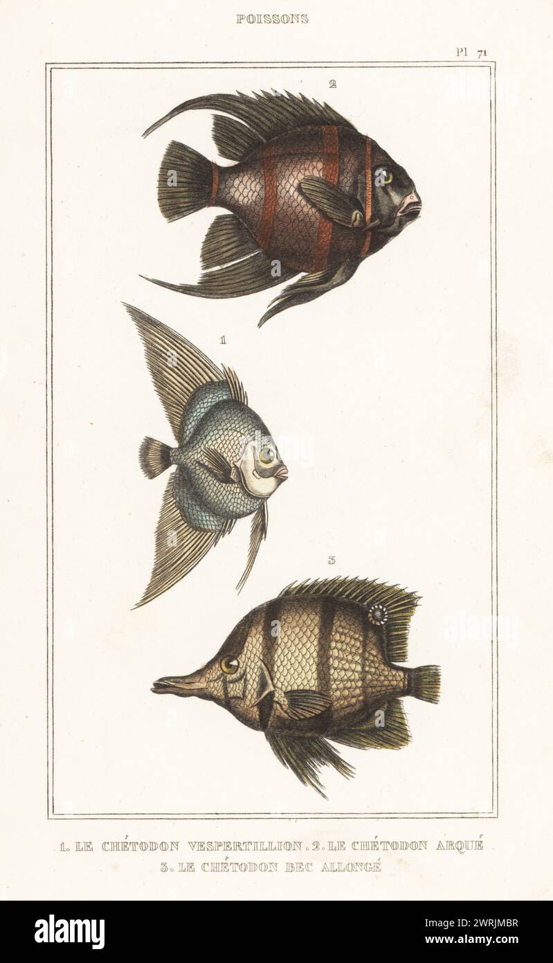 Orbicular batfish, Platax orbicularis 1, gray angelfish, Pomacanthus arcuatus 2, and orbfish, Ephippus orbis 3. Le chetedon vespertillion, Platax vespertilio, le chetodon arque, Chaetodon arcuatus, le chetodon bec allonge, Chaetodon orbis. Handcoloured stipple engraving by Frédéric Cazenave and others from le Comte de la Cépède’s Oeuvres du comte de Lacépède, comprenant l’histoire naturelle des poissons, Paris, circa 1850. The uncredited illustrations were copied from originals by Jacques de Seve, Marcus Bloch, Robert Benard, Jean-Gabriel Pretre, etc. Stock Photo
