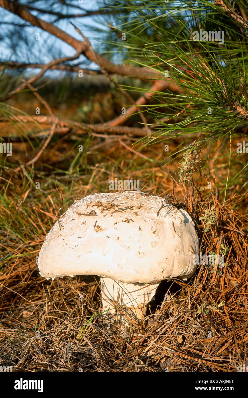 A Amanita ovoidea fungi, giant mushroom in the forest with space for text Stock Photo