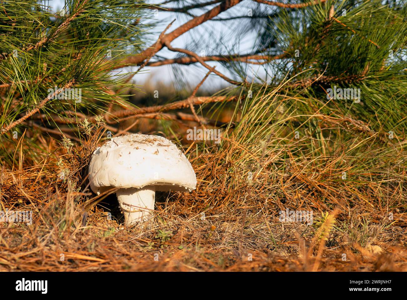 A Amanita ovoidea fungi, giant mushroom in the forest with space for text Stock Photo