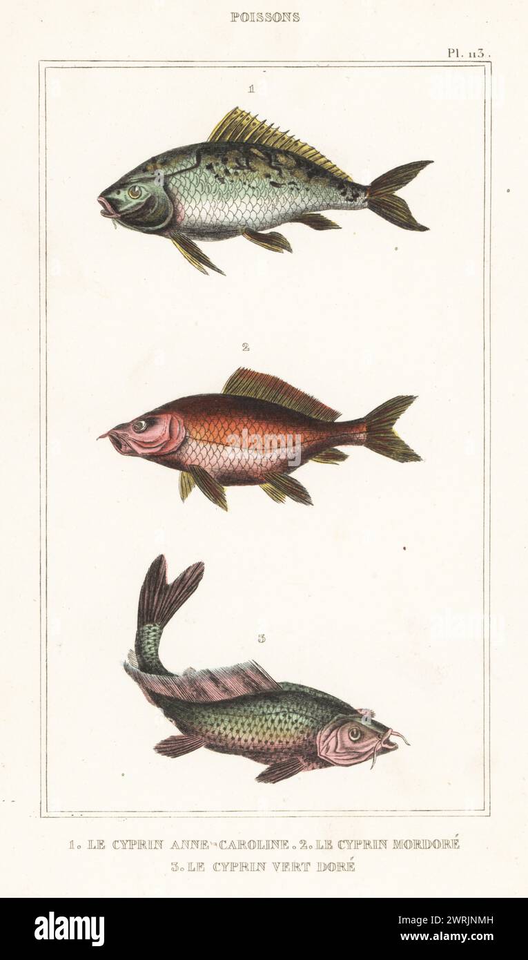 Amur carp, Cyprinus rubrofuscus 1,2,3. Le cyprin anne-caroline, Cyprinus anna-carolina, le cyprin mordore, Cyprinus nigro-auratus, le cyprin vert-violet, Cyprinus viridi-violaceus. Handcoloured stipple engraving by Frédéric Cazenave and others from le Comte de la Cépède’s Oeuvres du comte de Lacépède, comprenant l’histoire naturelle des poissons, Paris, circa 1850. The uncredited illustrations were copied from originals by Jacques de Seve, Marcus Bloch, Robert Benard, Jean-Gabriel Pretre, etc. Stock Photo