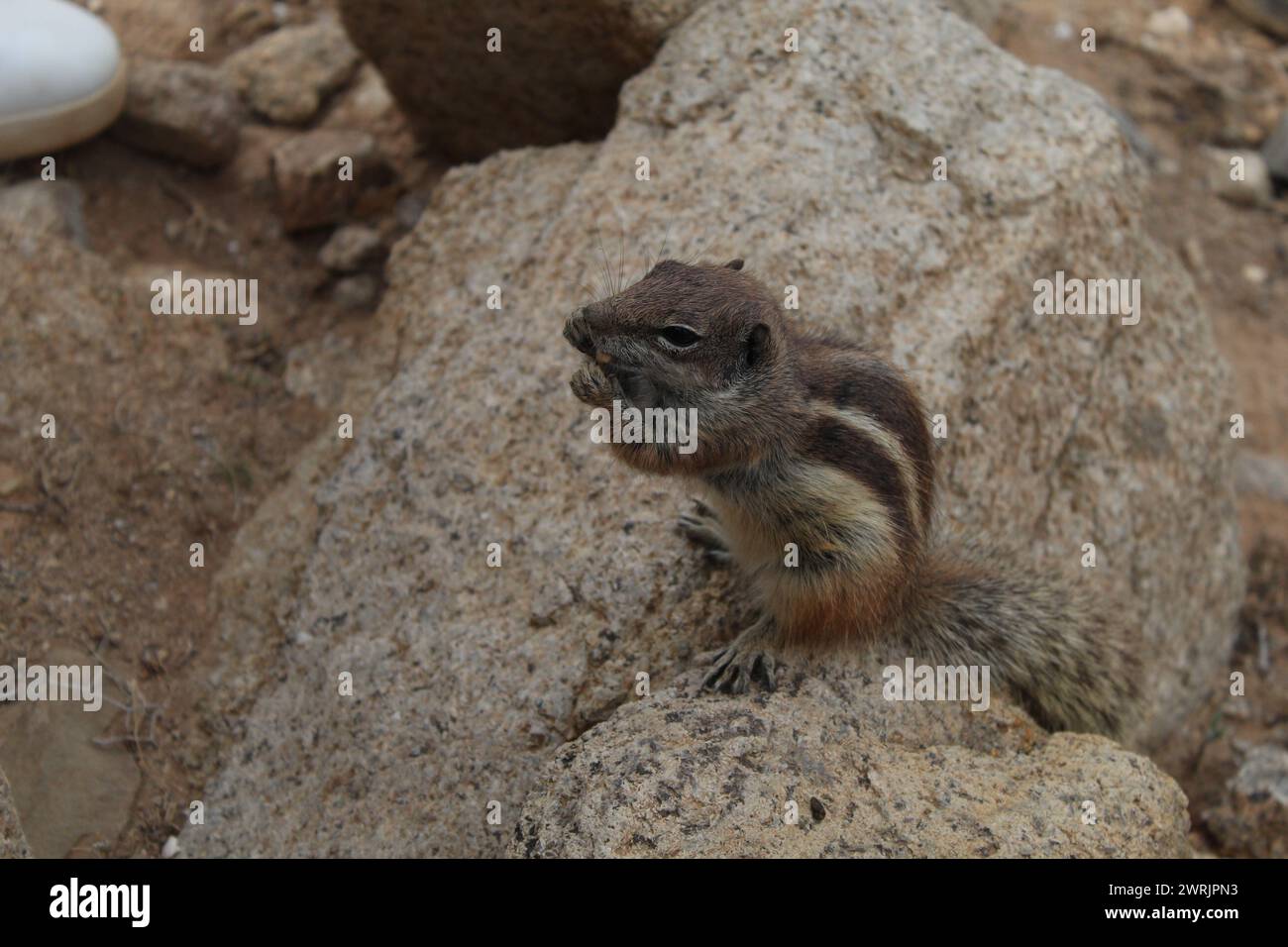 Squirrel eating, Fuerteventura, Spain Stock Photo