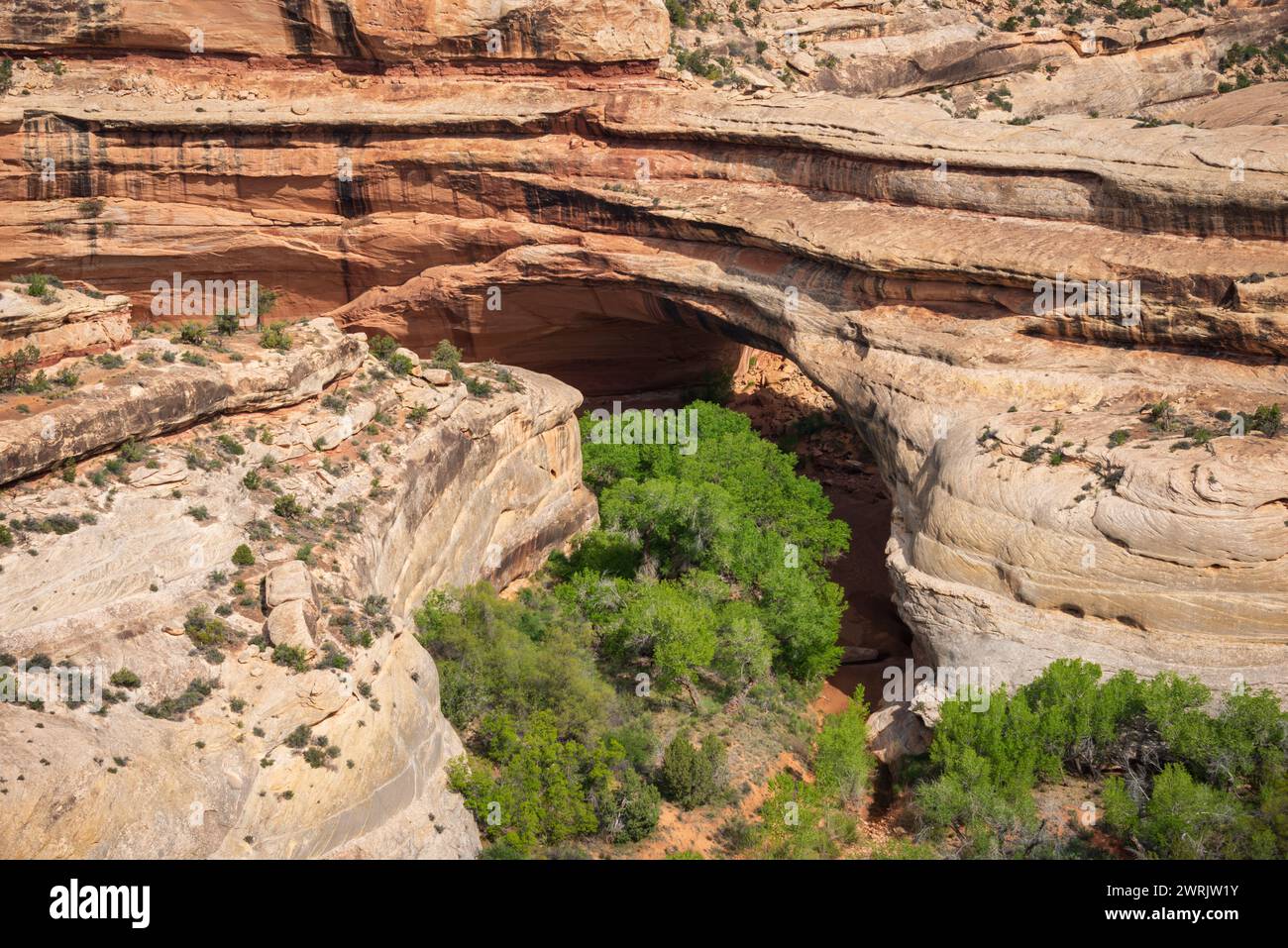 natural bridges national monument utah usa
