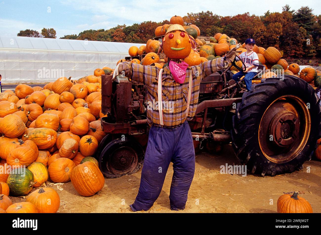 usa new england massachussetts agriculture  farm pumkins halloween Stock Photo