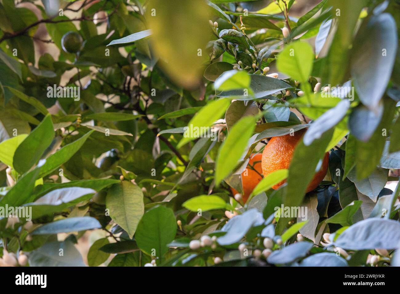 Under Ripe Orange Ripen oranges in an orange tree hi-res stock photography and images - Alamy