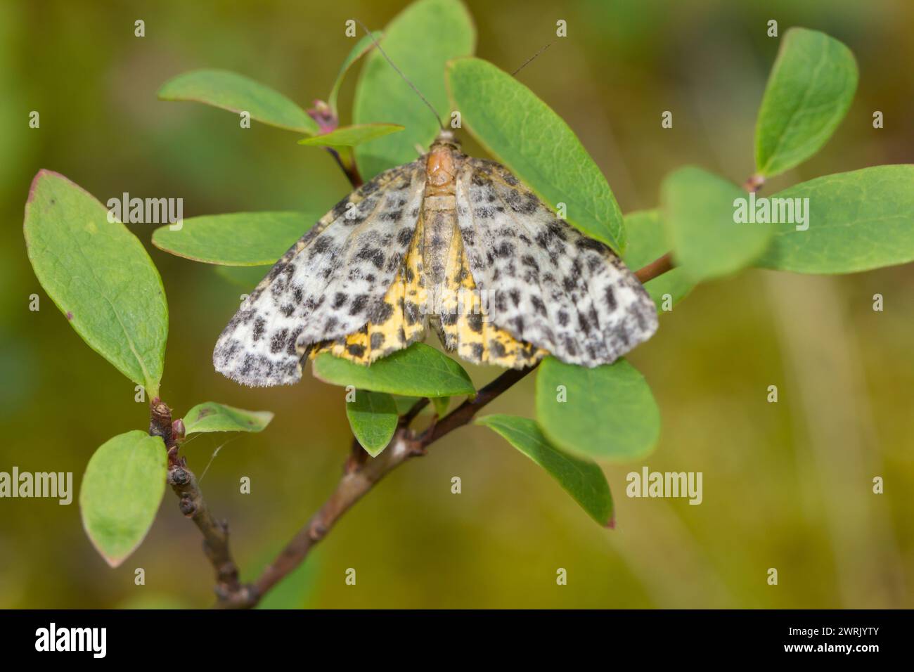 Geometer moth (Arichanna melanaria) Stock Photo
