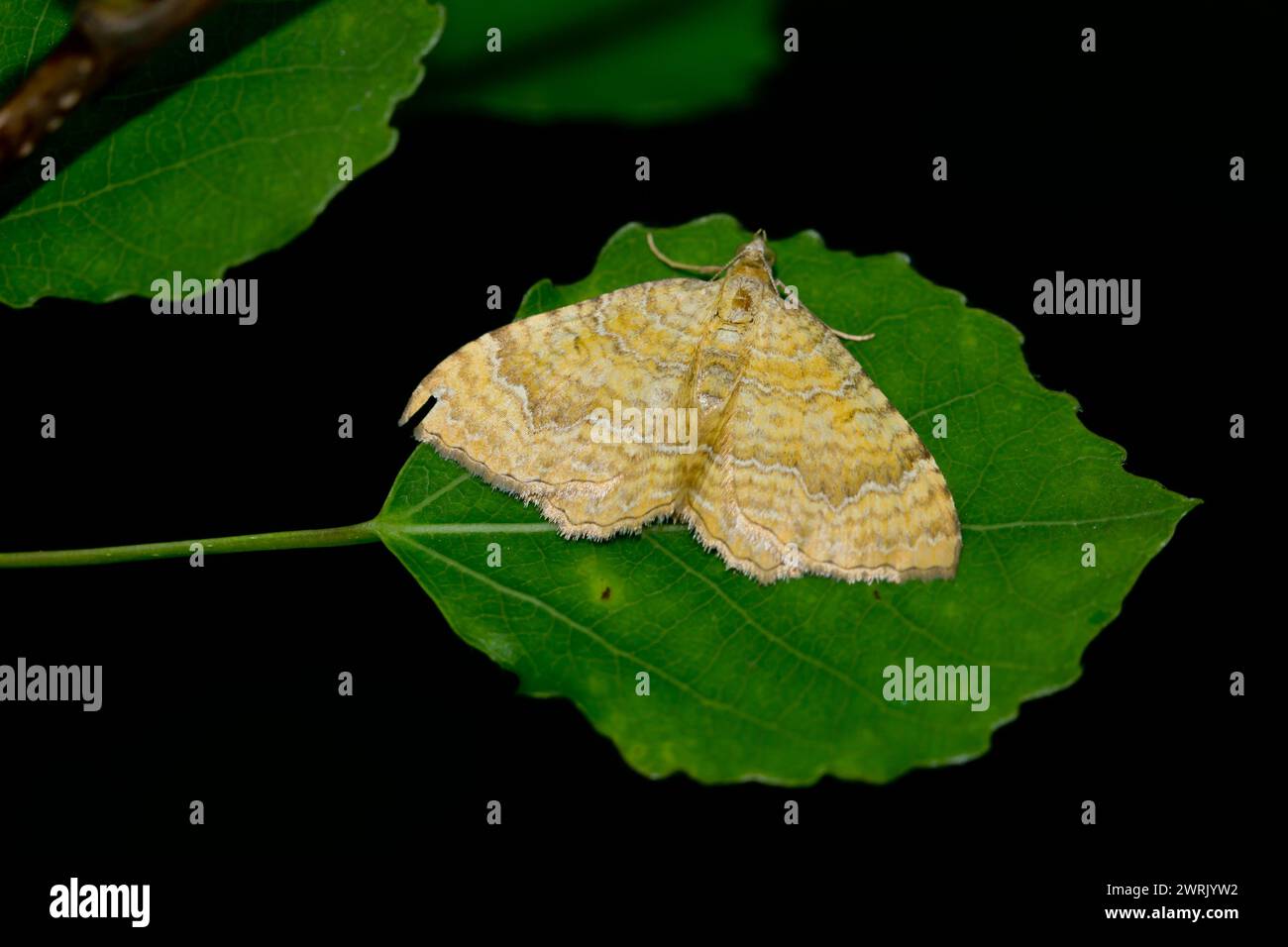 Yellow Shell Name Bilineatum hi-res stock photography and images - Alamy