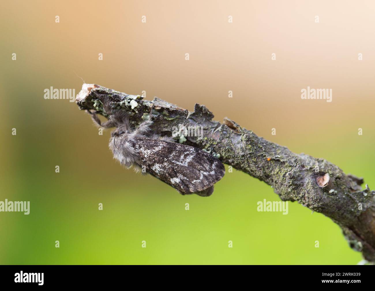 Grey tussock moth (Gynaephora selenitica) Stock Photo