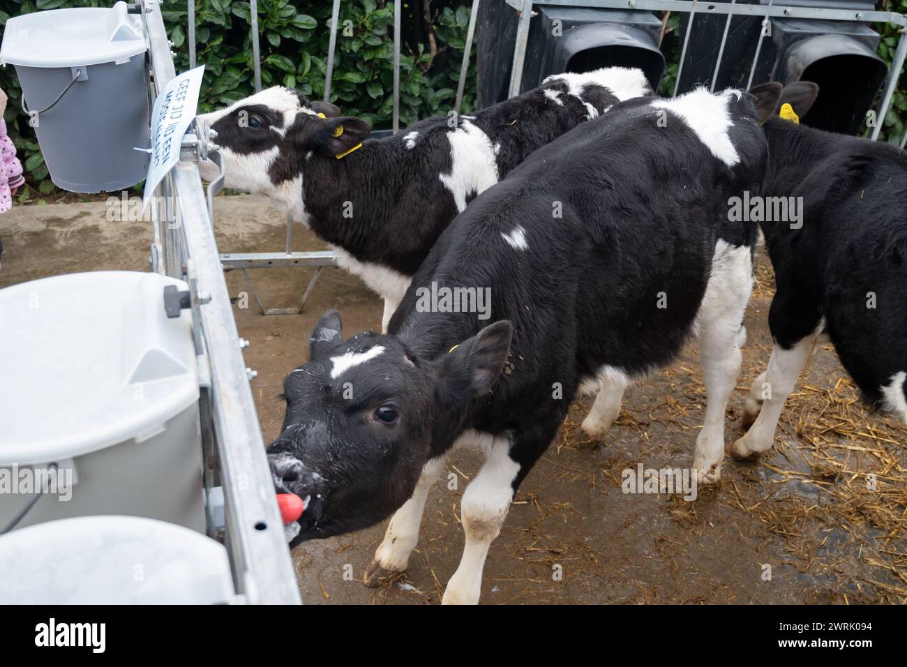 Cow breeding, little calfs sucking milk on organic cheese farm in ...