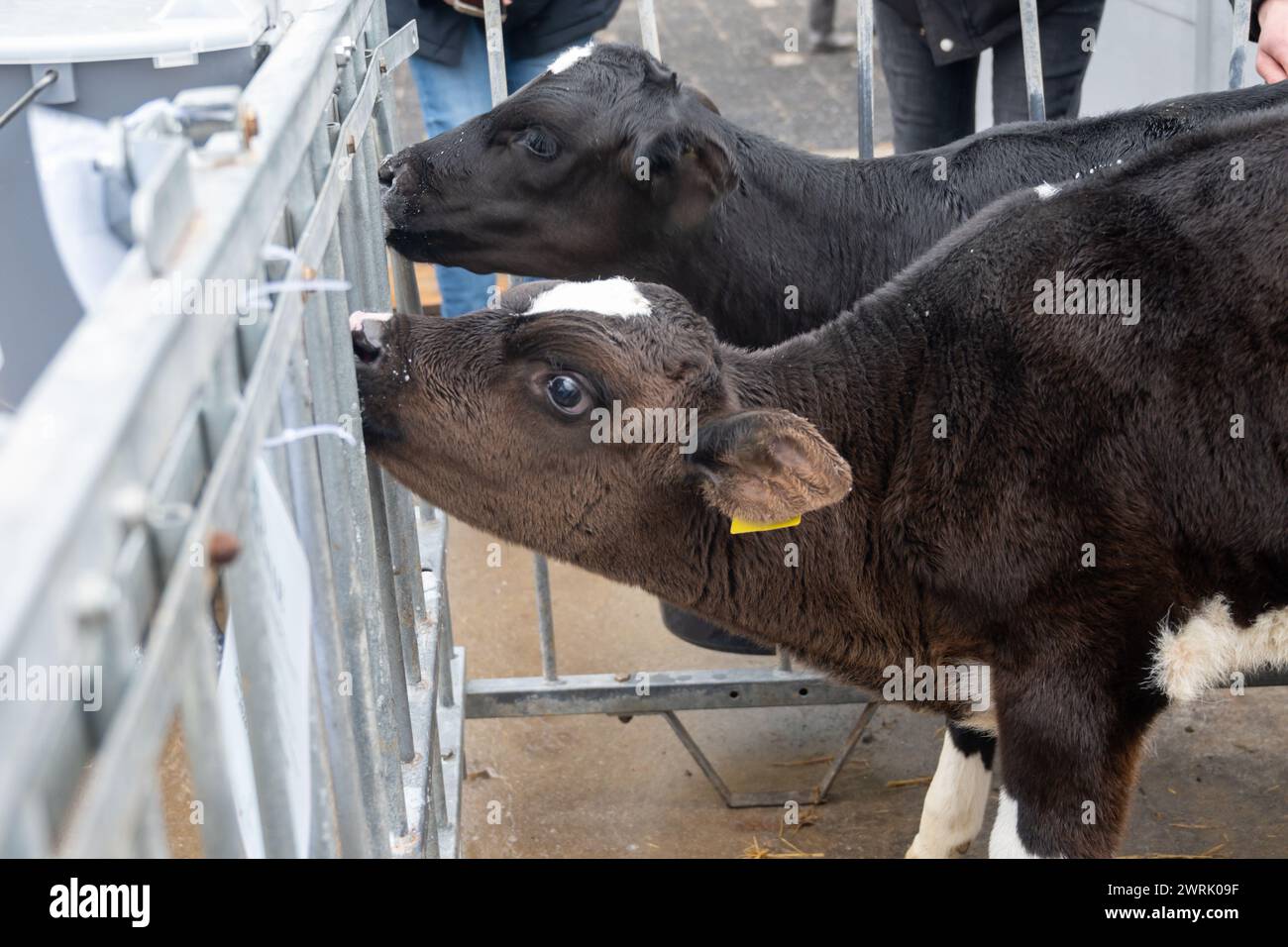 Cow breeding, little calfs sucking milk on organic cheese farm in ...