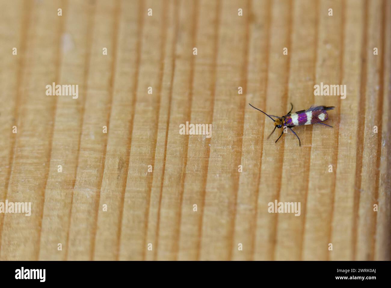 Mandibulate archaic moth (Micropterix aureatella) Stock Photo