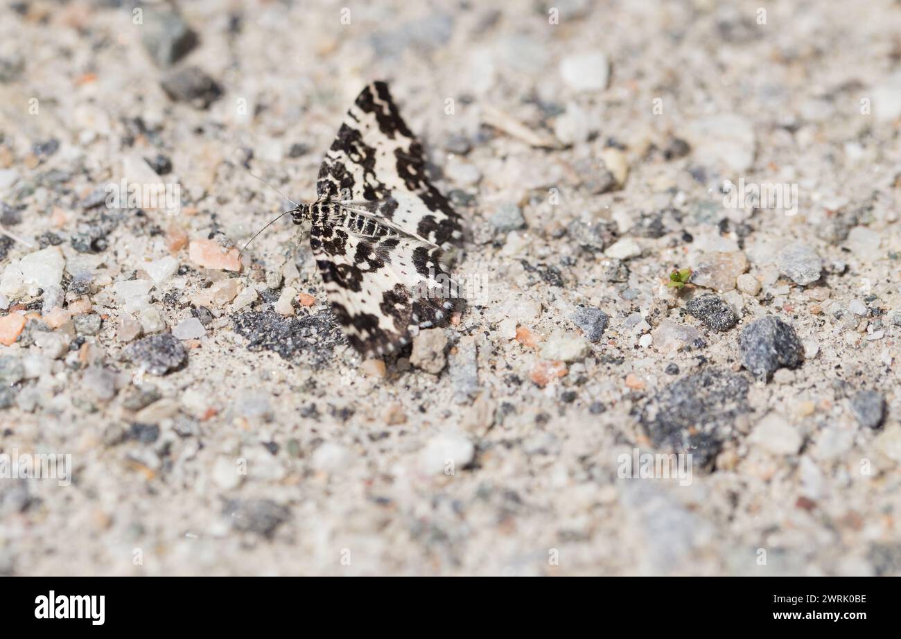 Argent and sable moth (Rheumaptera hastata) Stock Photo