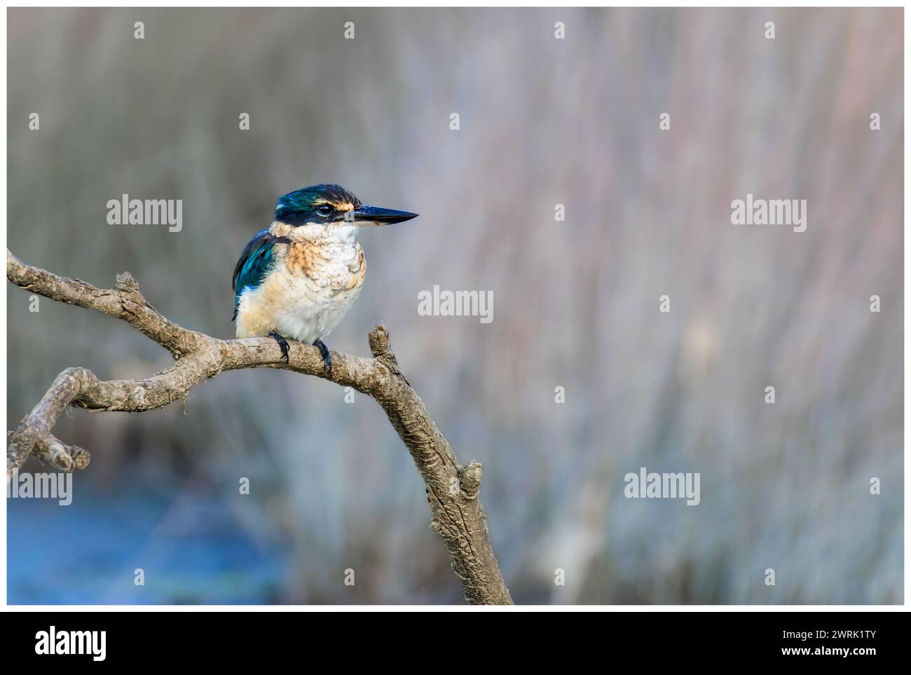 A Sacred kingfisher showing off his colours, looking out for the next prey in the low-tide mud plains Stock Photo