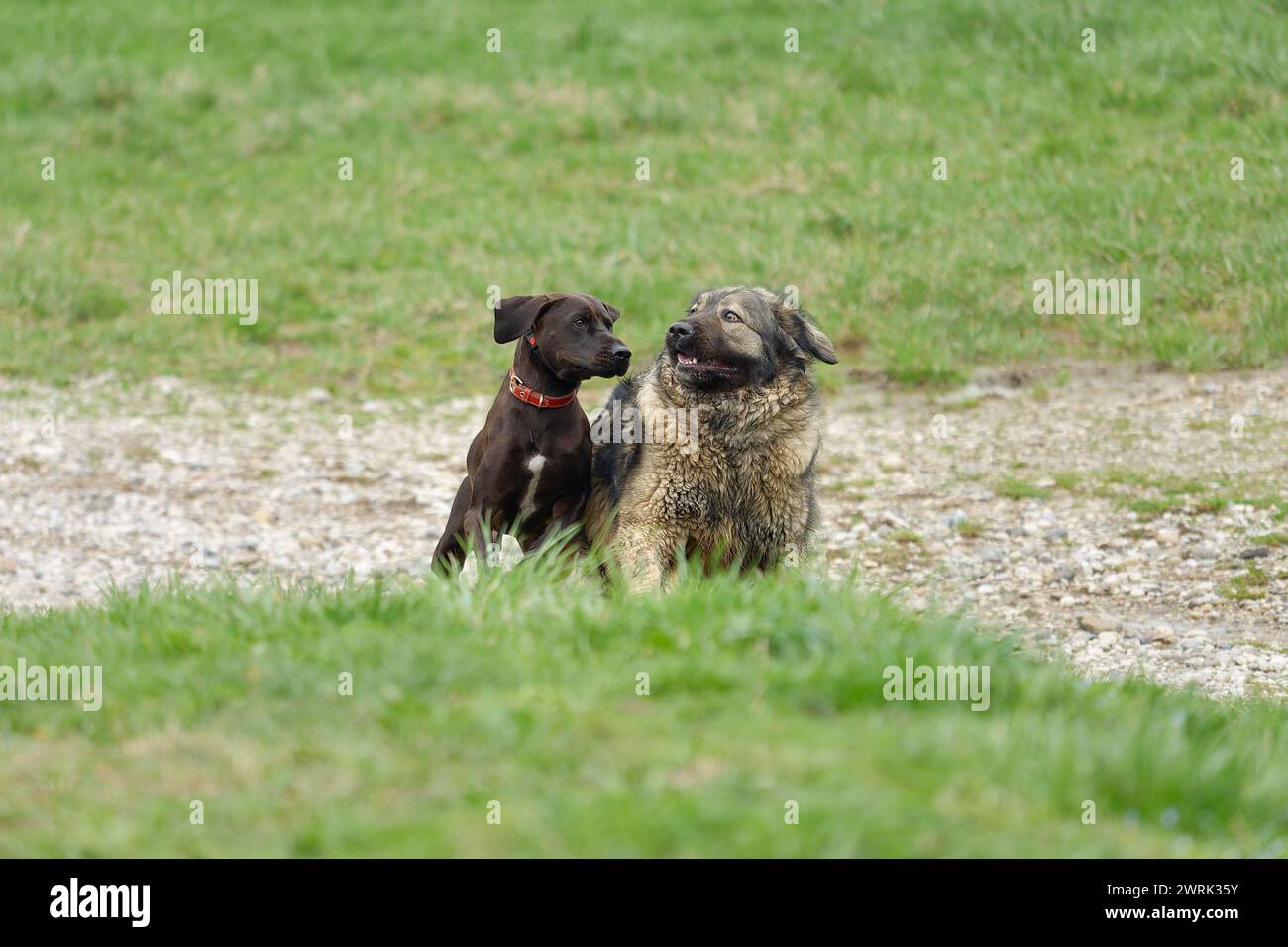 A Blue Lacy and Shar dogs frolicking in a field Stock Photo