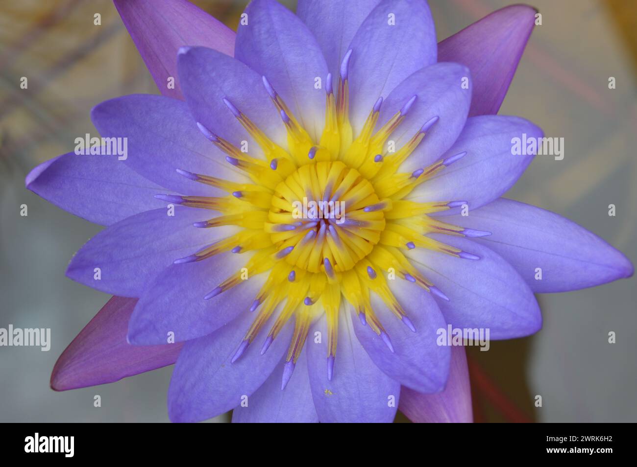 Blooming purple water lily (Nymphaeaceae) covered in pollen Stock Photo ...