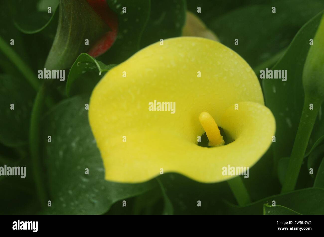Single Bright Yellow Zantedeschia (Calla Lily) Flower grown