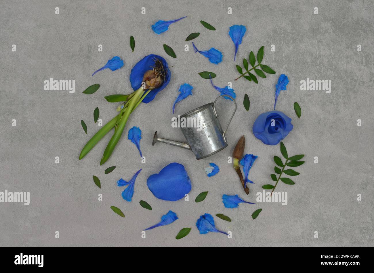 Little tin watering can among blue flowers and leaves, arranged in a circle, top view. Stock Photo