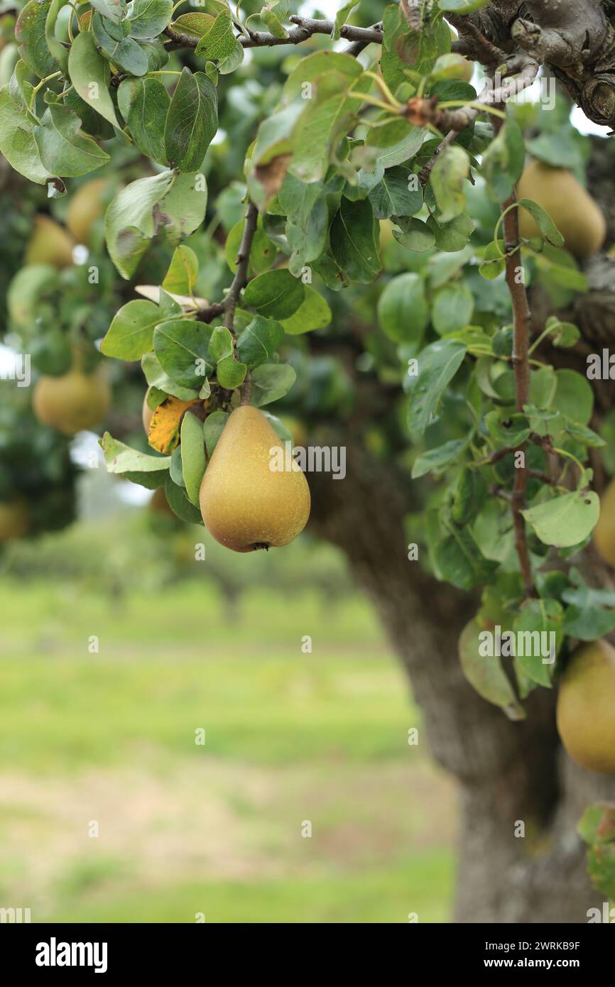 Orchard at South Street, Selling, Faversham, Kent, England, United