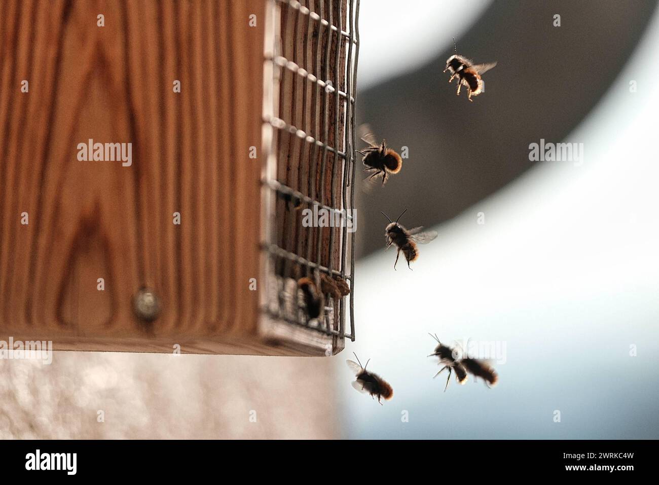 13.03.2024 xkhx Kassel, Natur, Insekten, Bienen Mauerbienen Osmia ...