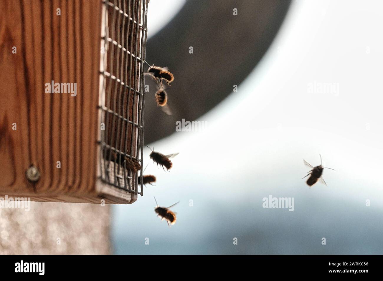 13.03.2024 xkhx Kassel, Natur, Insekten, Bienen Mauerbienen Osmia ...