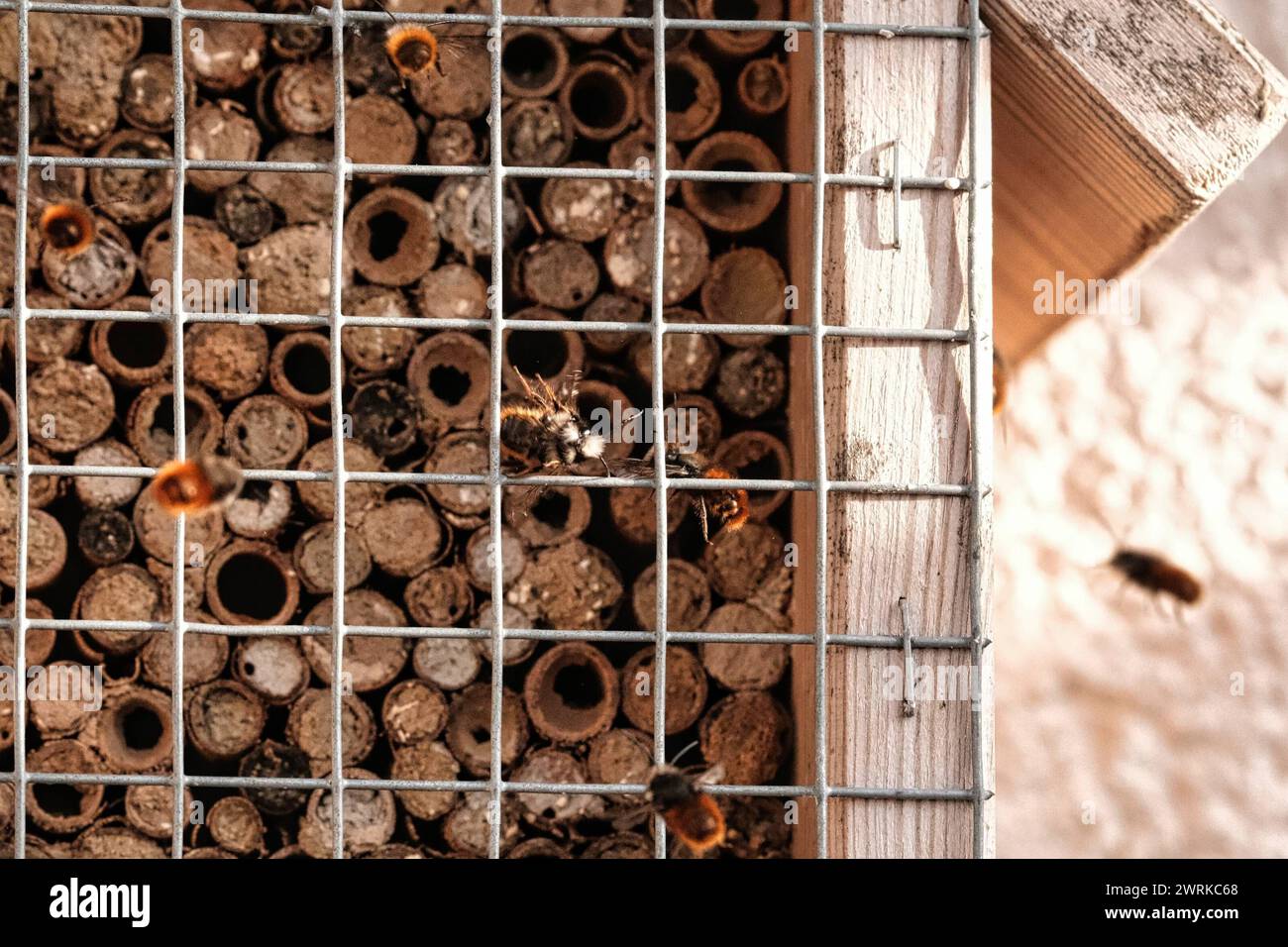 13.03.2024 xkhx Kassel, Natur, Insekten, Bienen Mauerbienen Osmia ...