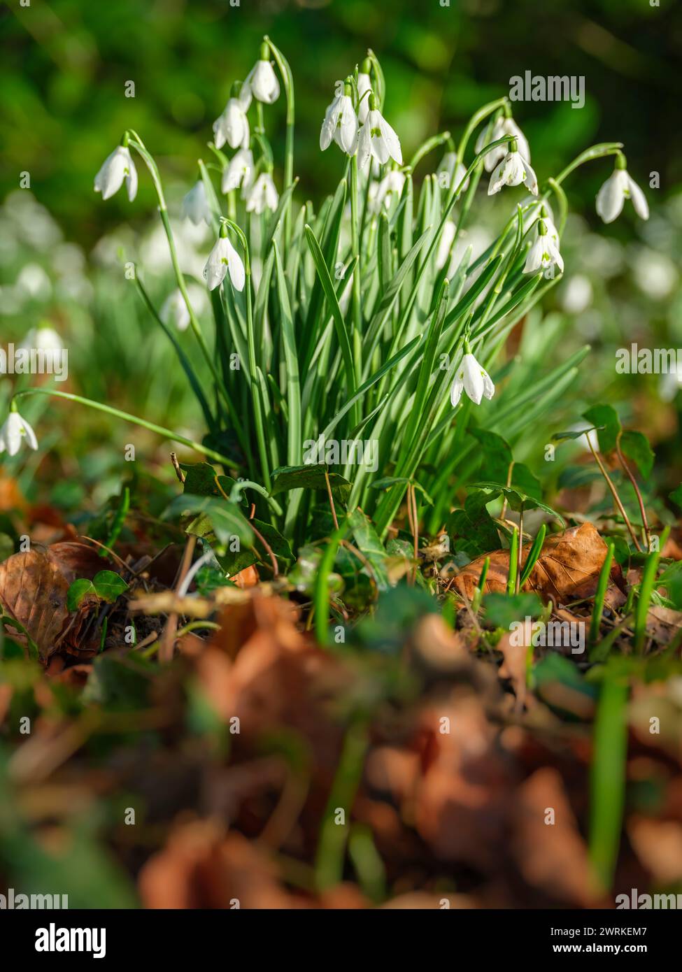 Woodland Snowdrops glow in the February sunshine. Snowdrops are hardy herbaceous plants that perennate by underground bulbs. They are among the earlie Stock Photo