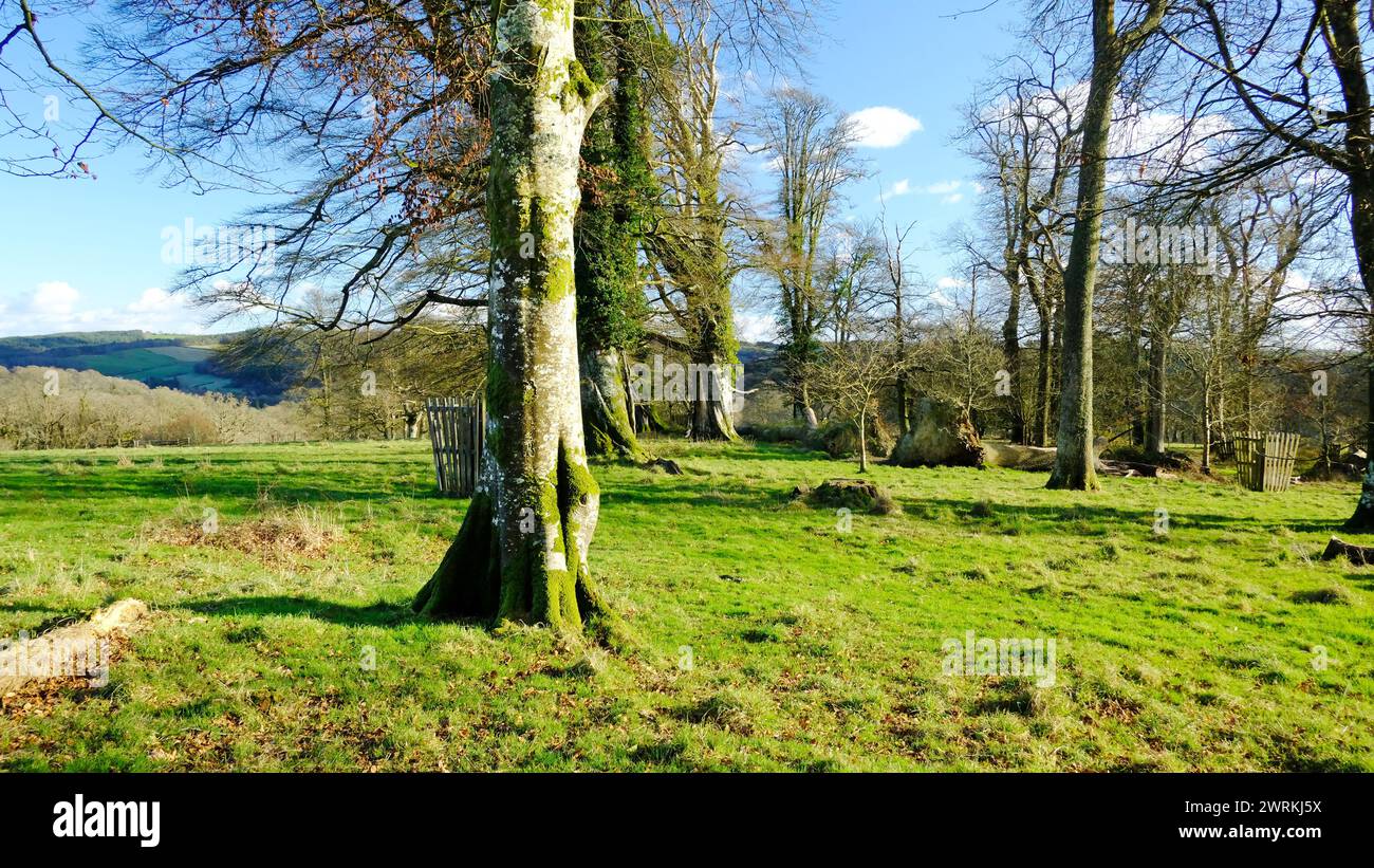 Nature managed parkland in the heart of Cornwall, UK - John Gollop ...