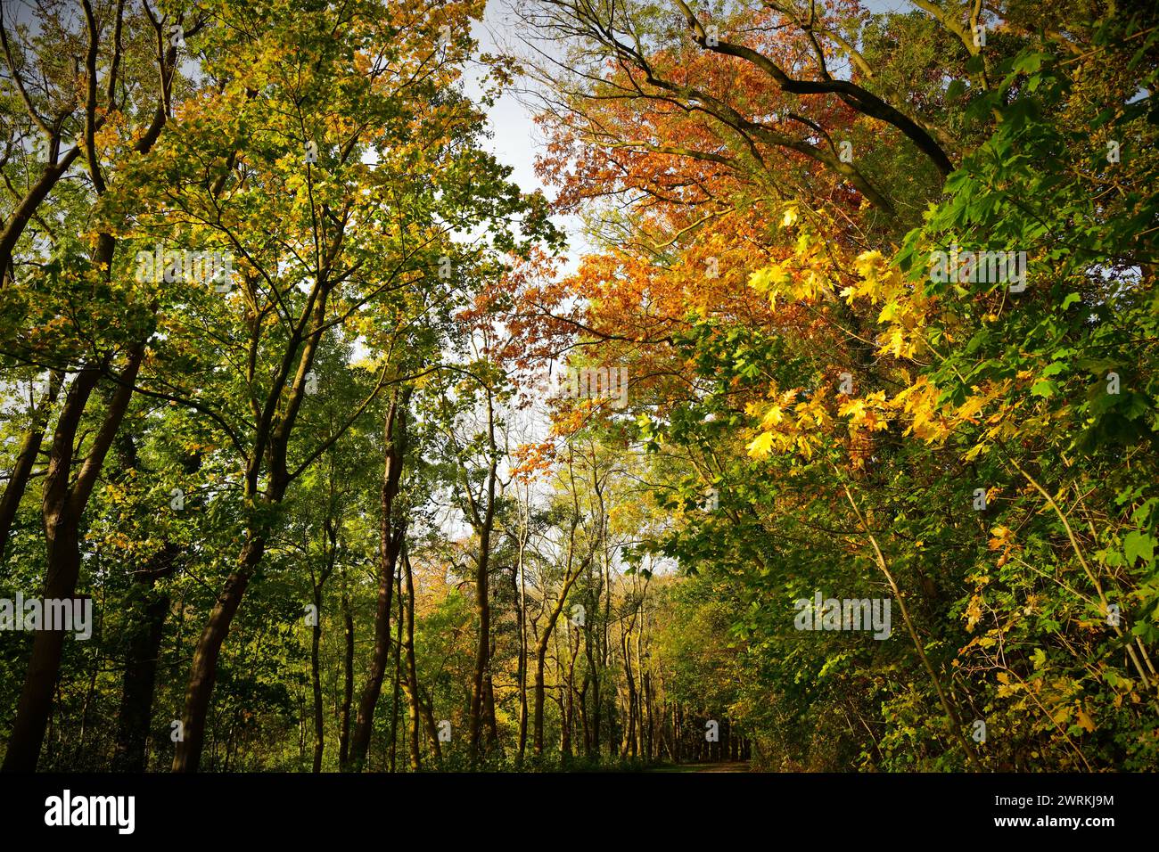 Herbst im Stadtpark Stock Photo