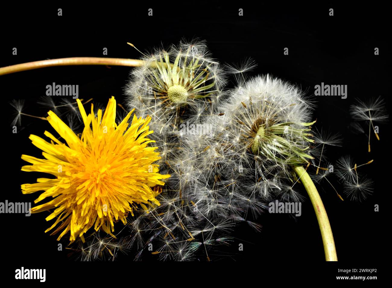 Two stages of a dandelion flower. A flower that only blooms yellow and with ripe seeds, with umbrellas. Stock Photo