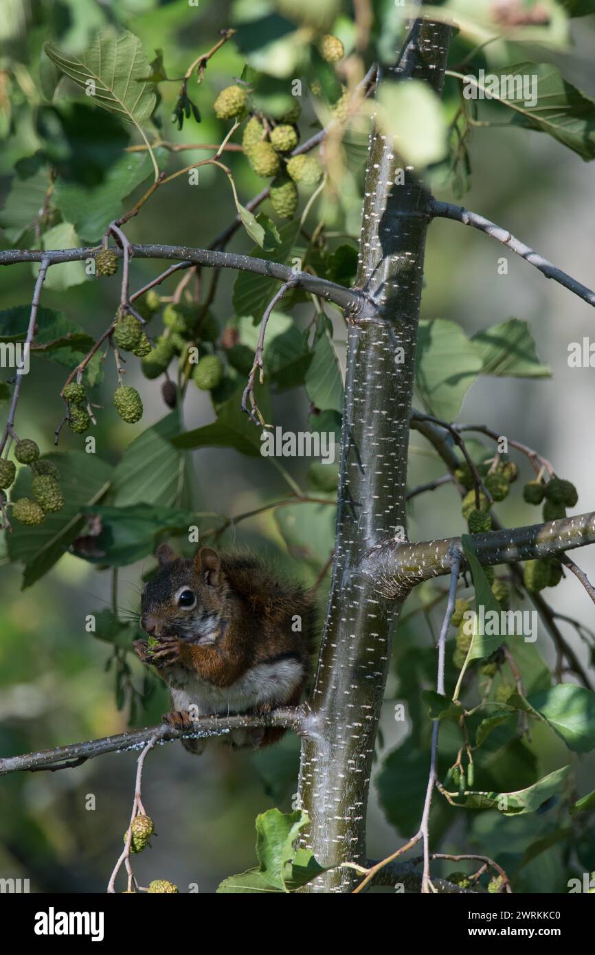 Red Squirrel perched in tree eating in vertical image Stock Photo