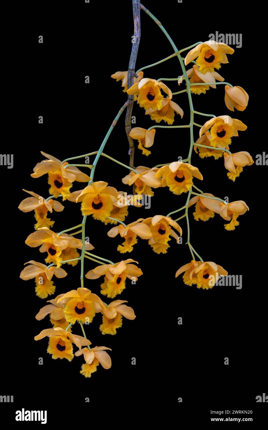 Closeup view of blooming tropical orchid species dendrobium fimbriatum with bright yellow and black clusters of flowers isolated on black background Stock Photo