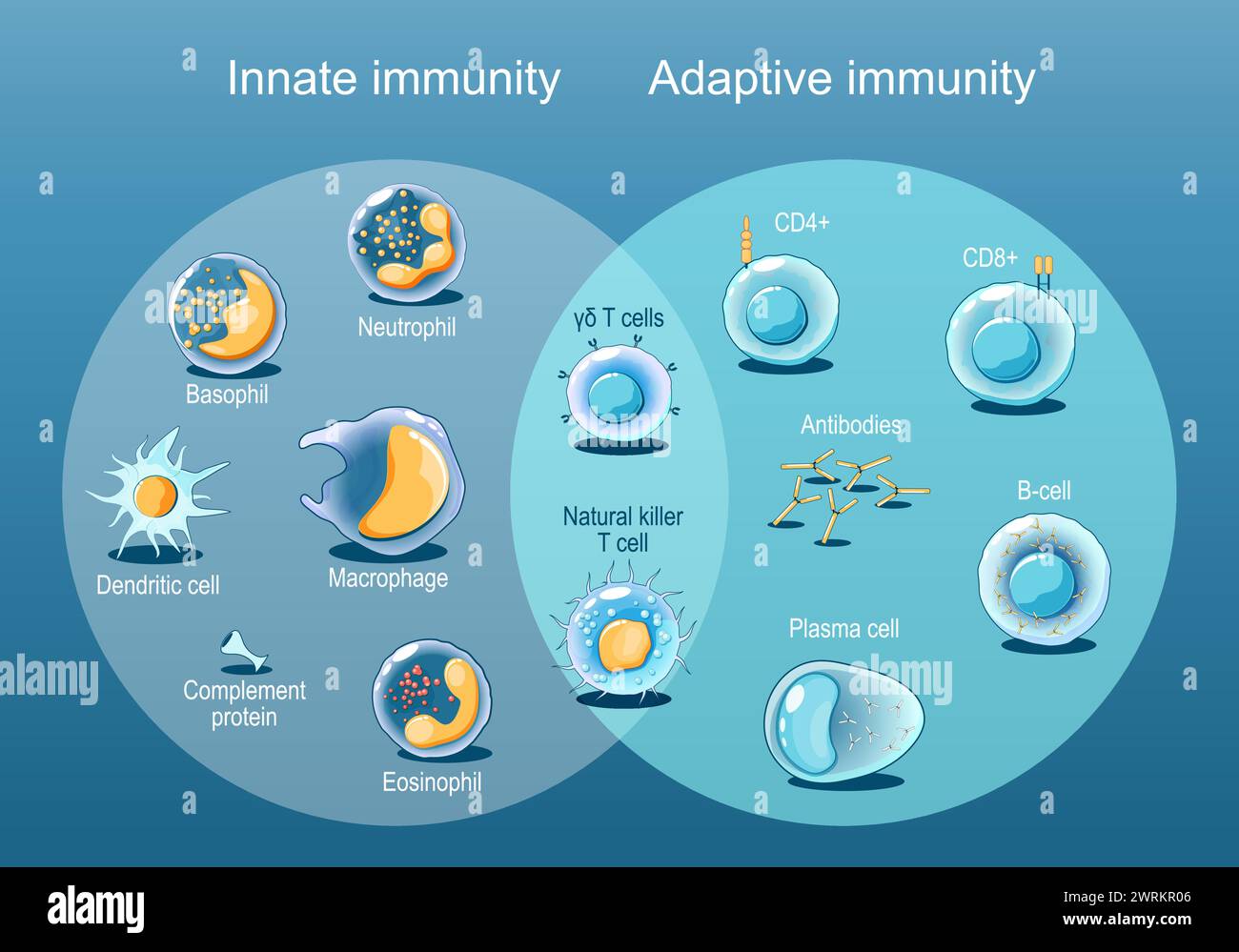 Adaptive and Innate immunity. Cells of The Immune System. Immune response. Immunology infographic.  Rapid and slow response. Isometric flat vector Ill Stock Vector