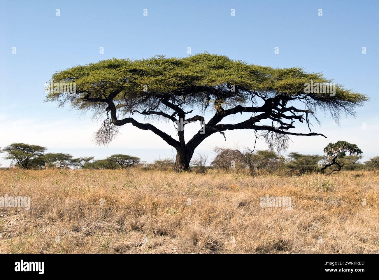 Flat-top acasia (Vachellia abyssinica) in Samburu National Reserve, Kenya in July. Stock Photo