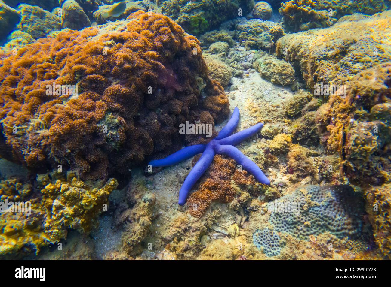 Blue seastar Linkia laevigata clings to a diverse coral reef. Stock Photo
