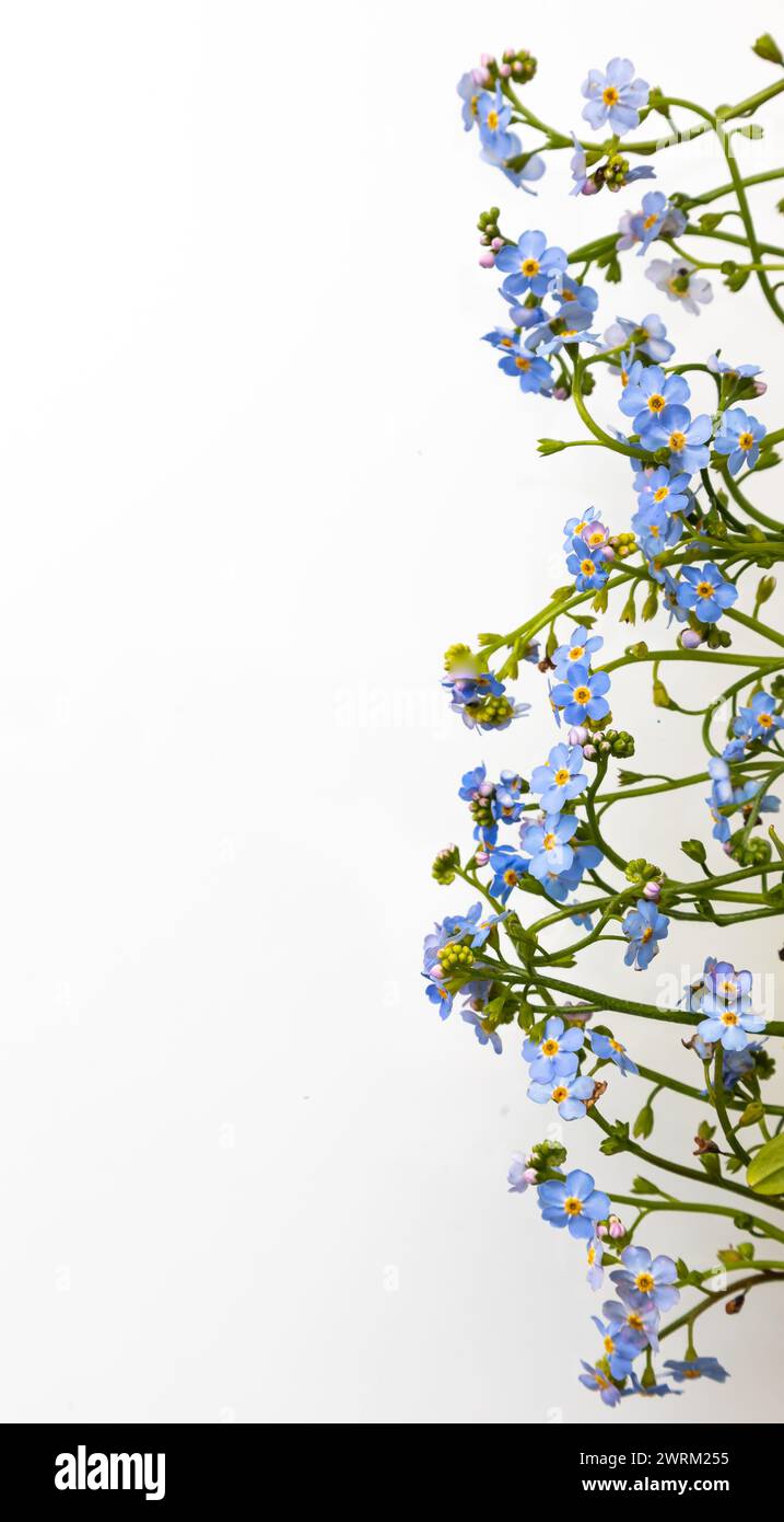 Spring is coming - bunch of forget-me-nots over white background. Stock Photo