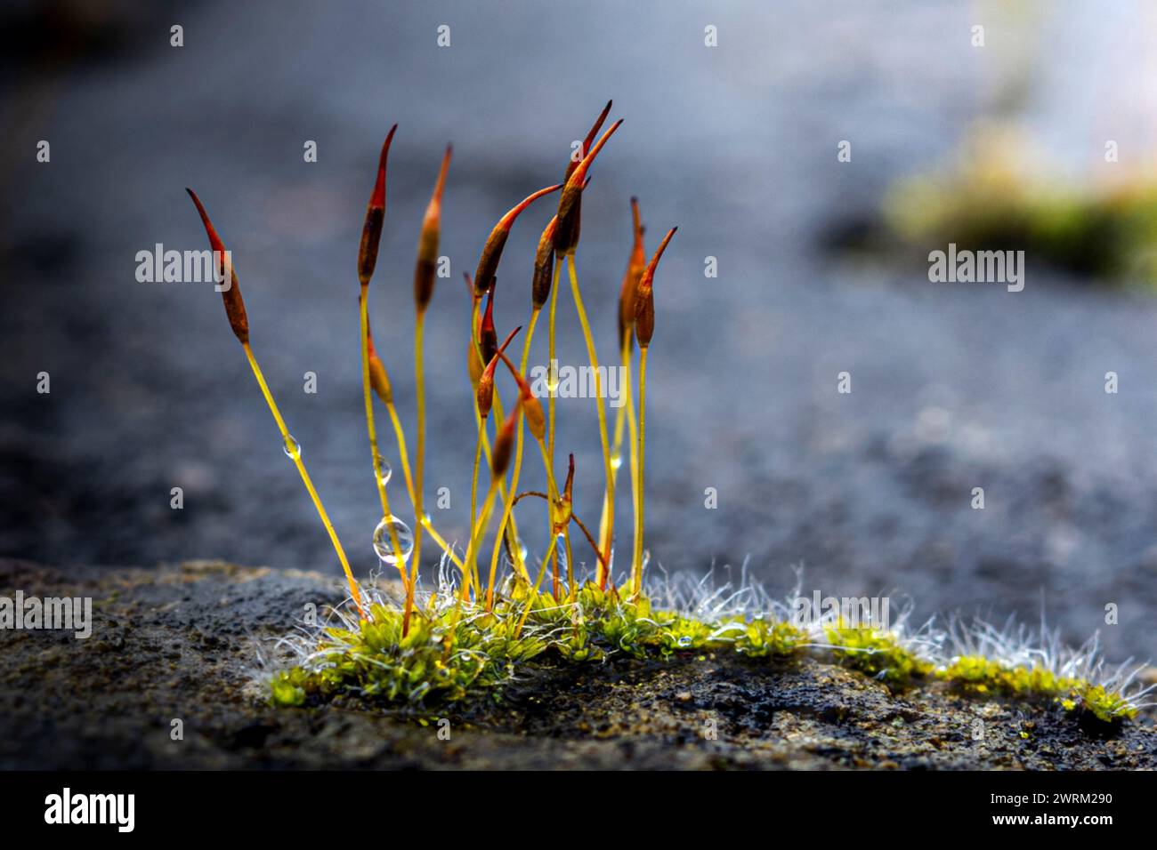 Beautiful abstract and colorful composition with moss flowers Stock Photo