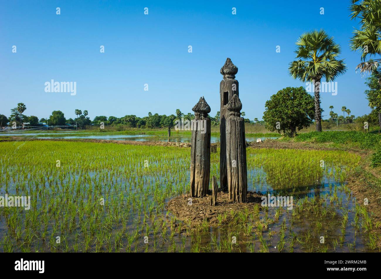 Ancient teak wood columns on rice fields in Inwa (Ava), Myanmar Stock Photo