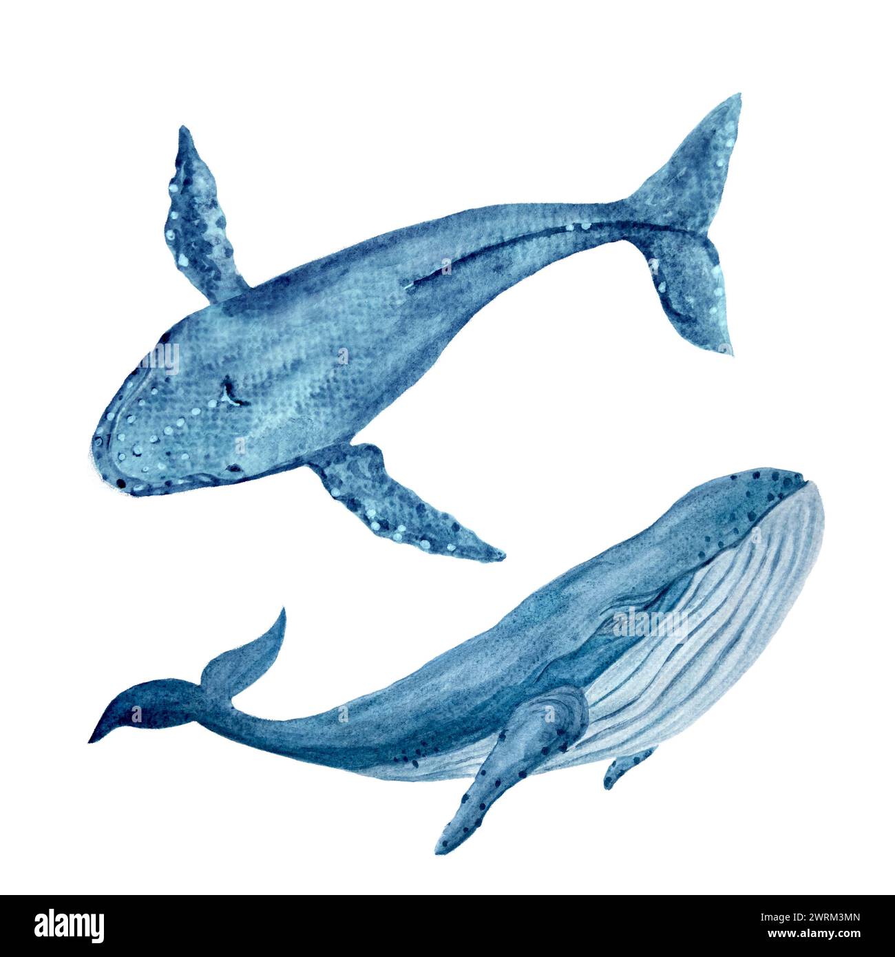 Watercolor hand-drawn humpback and blue whale isolated on white Stock ...
