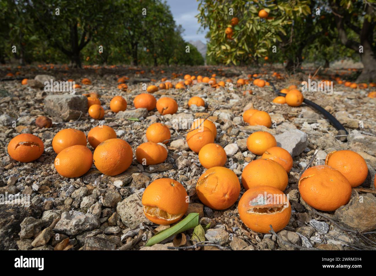 Oranges left unpicked to rot on ground due to lack of rain and dryness of fruit, Alcalali, Marina Alta, Alicante Province, Valencia, Spain, Europe Stock Photo