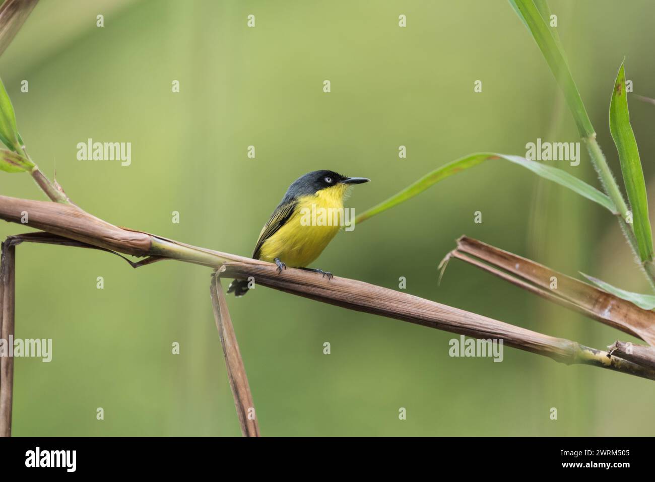 Common Tody-Flycatcher (Todirostrum cinereum) perched in a tree in Colombia Stock Photo