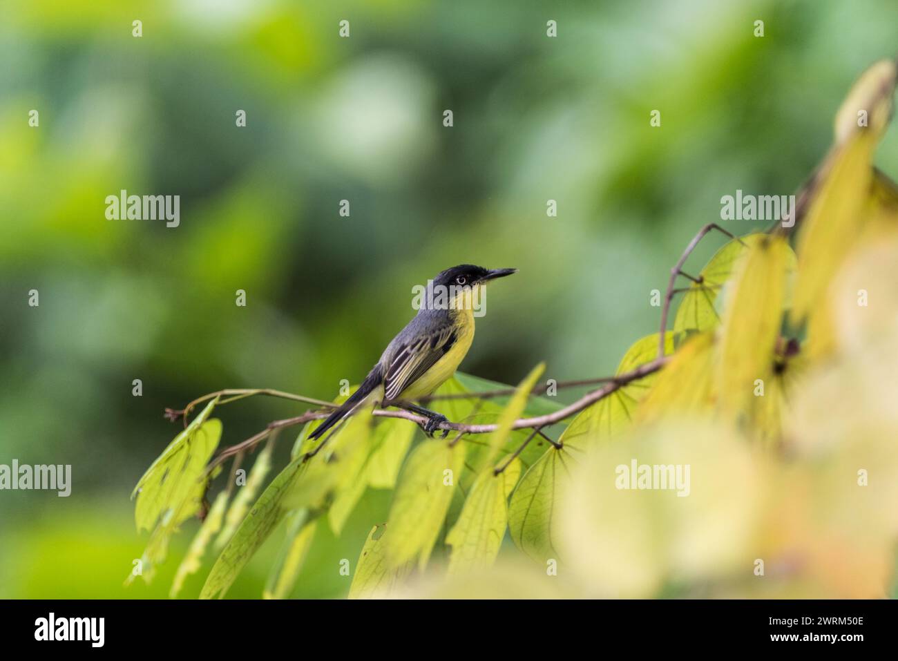 Common Tody-Flycatcher (Todirostrum cinereum) perched in a tree in Colombia Stock Photo