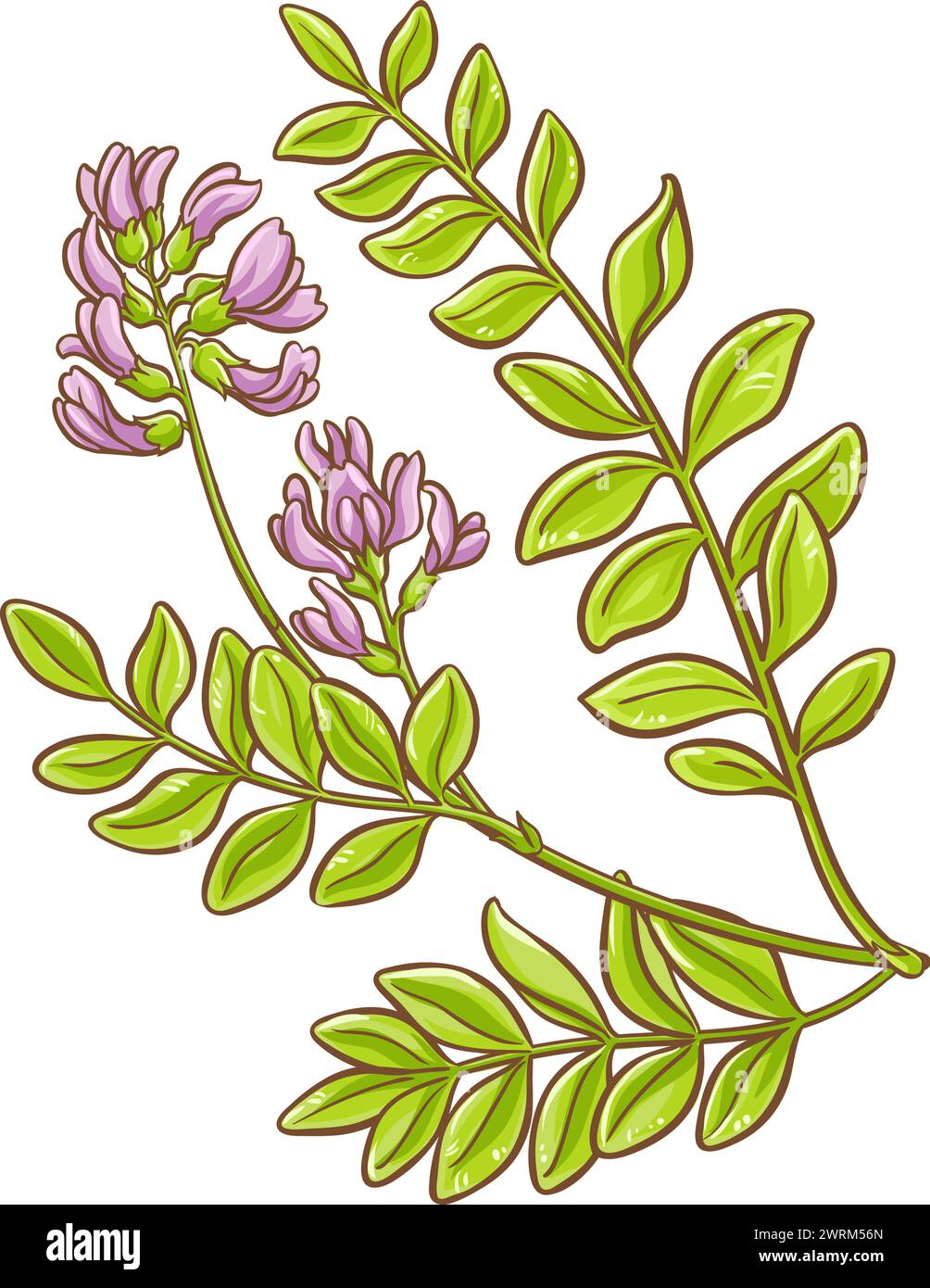 Astragalus Plant with Flowers Colored Illustration Stock Vector Image