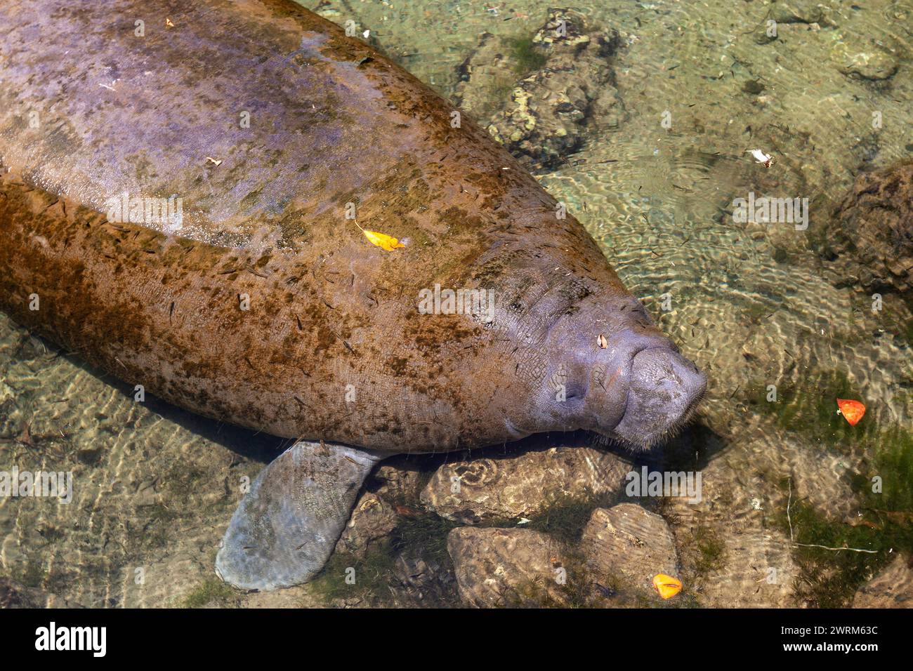 Florida manatees sun in the clear waters of the Crystal Springs River