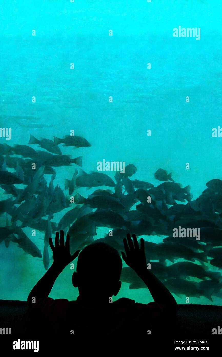 A young child is silhouetted against the glass of the underwater observatory looking under the Crystal Springs River at the Ellie Schiller Homosassa Springs Wildlife State Park in Homosassa Springs, Florida. The natural hot springs are home to one of the largest gatherings of endangered manatees in the world. Stock Photo