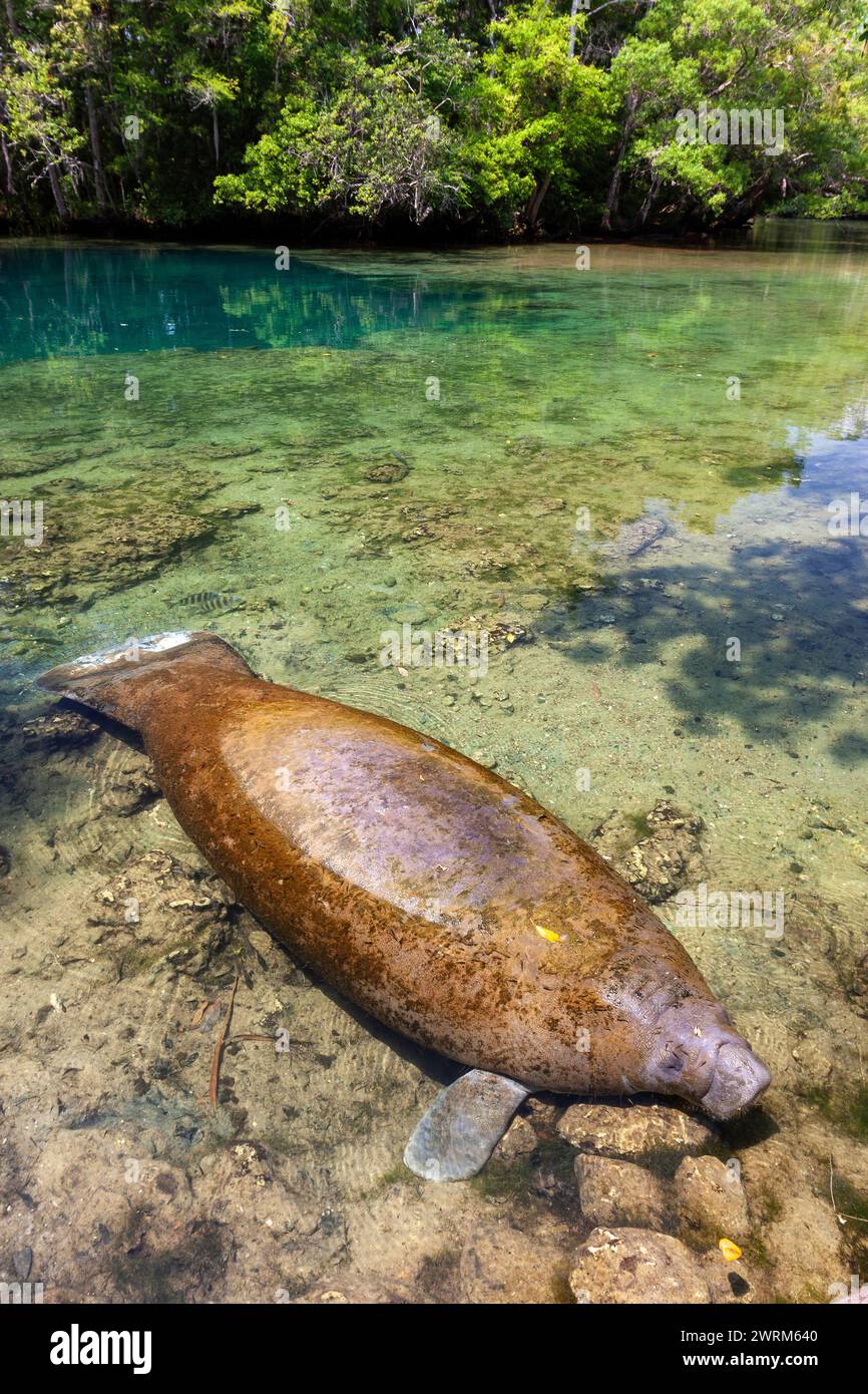 Florida manatees sun in the clear waters of the Crystal Springs River at the Ellie Schiller Homosassa Springs Wildlife State Park in Homosassa Springs, Florida. The natural hot springs are home to one of the largest gatherings of endangered manatees in the world. Stock Photo