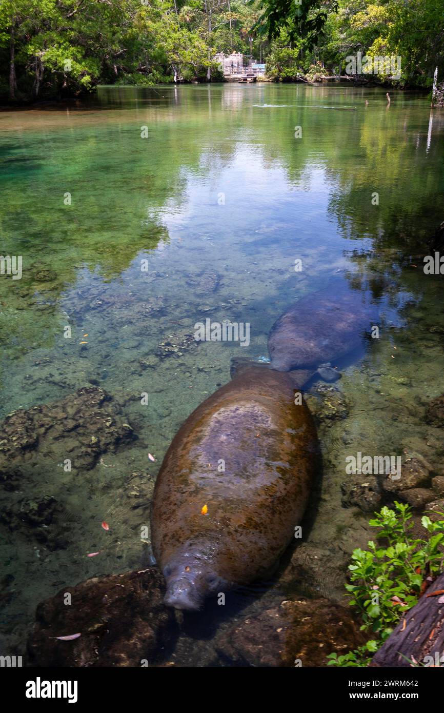 Florida manatees sun in the clear waters of the Crystal Springs River at the Ellie Schiller Homosassa Springs Wildlife State Park in Homosassa Springs, Florida. The natural hot springs are home to one of the largest gatherings of endangered manatees in the world. Stock Photo