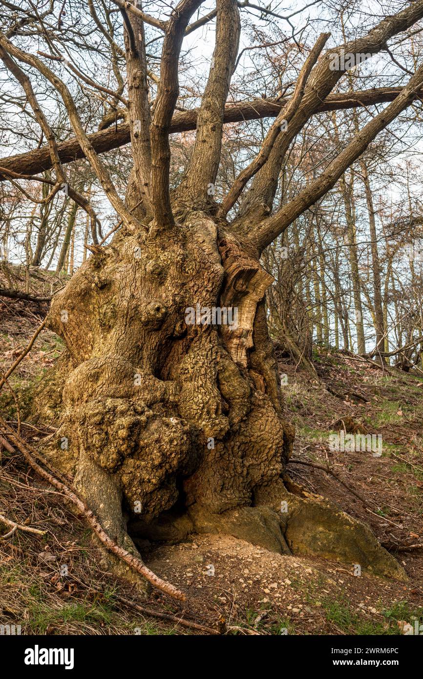 An ancient pollard oak tree in woodland in Radnorshire, mid Wales. Pollarding keeps the height of the tree low - this oak is several hundred years old Stock Photo