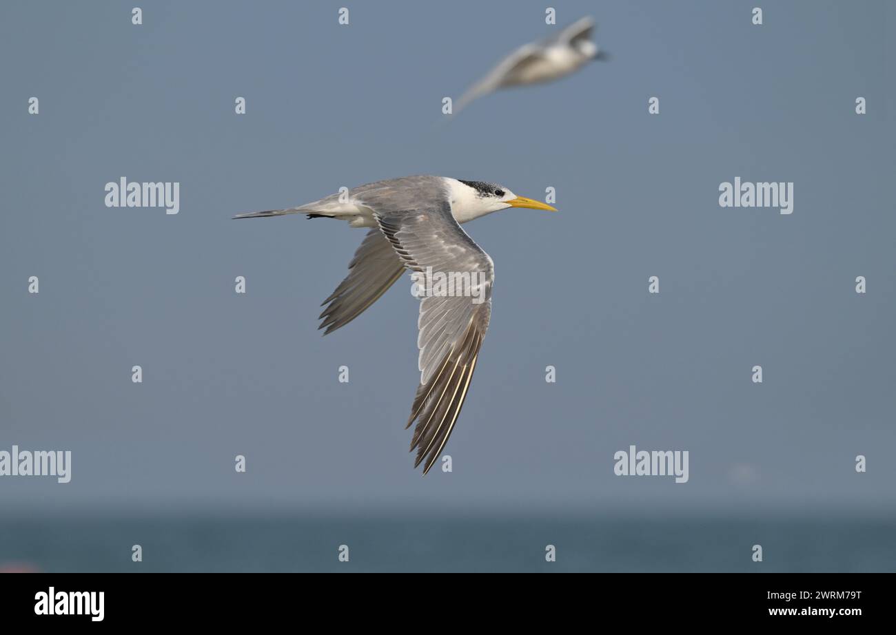 Great Crested Tern - Thalasseus bergii Stock Photo