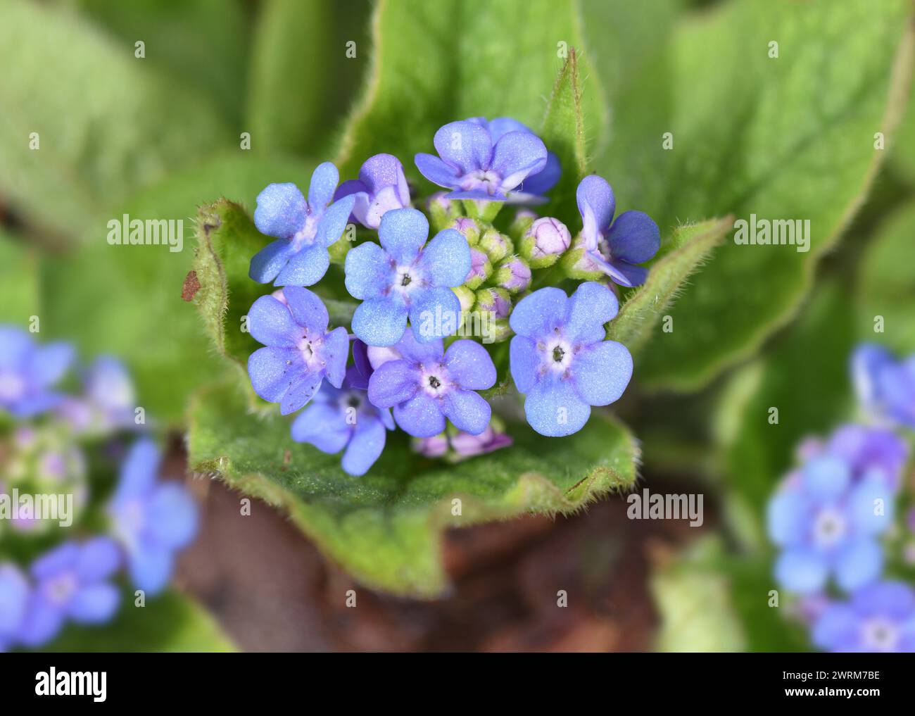 Great Forget-me-not - Brunnera macrophylla Stock Photo