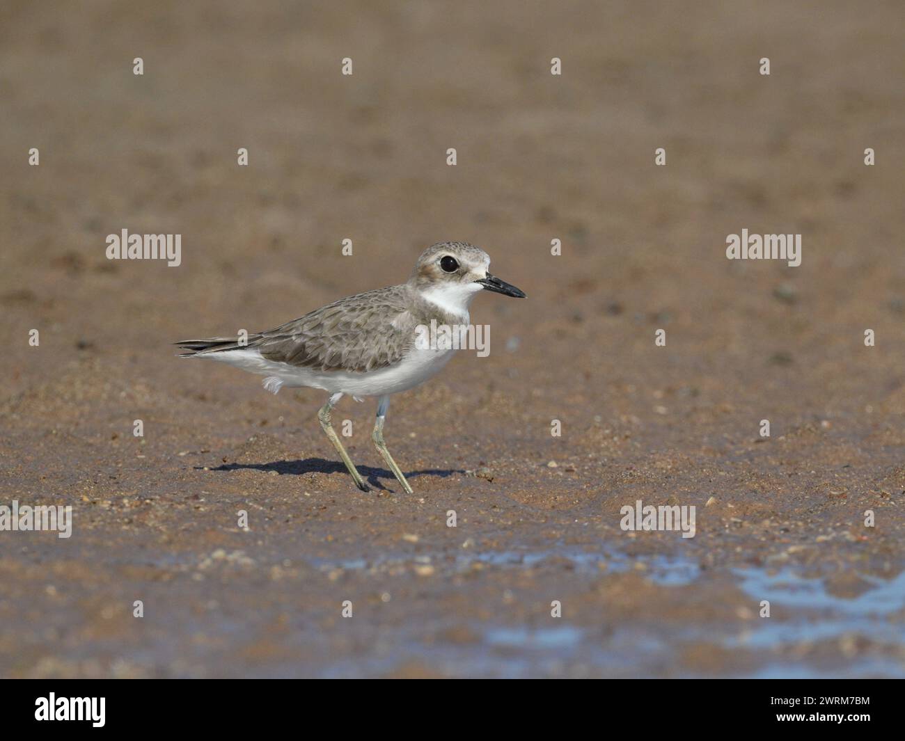 Greater Sand Plover - Charadrius leschenaultii Stock Photo